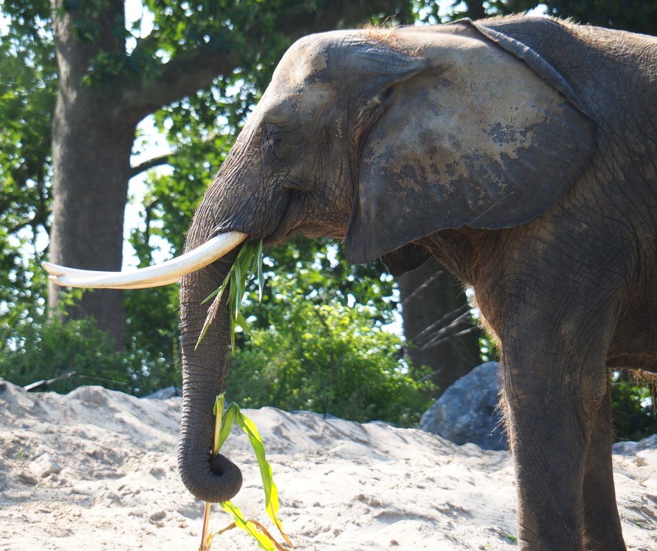 African bush elephant (Loxodonta africana) eating corn plants, 2021-09-02