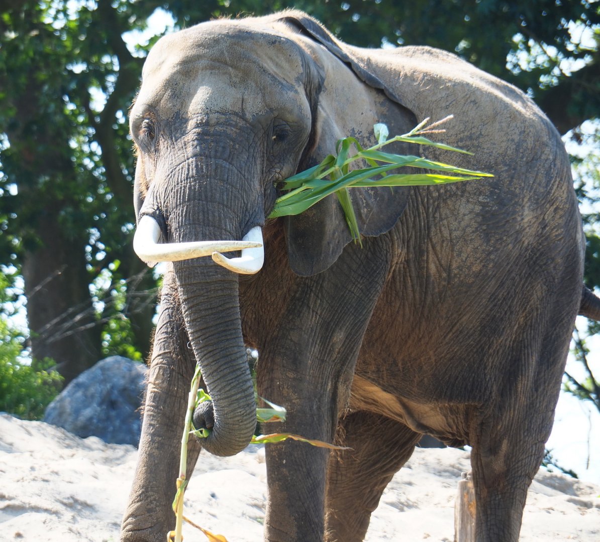 African bush elephant (Loxodonta africana) eating corn plants, 2021-09-02