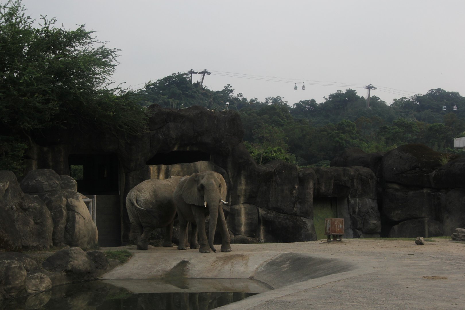 African bush elephant (Loxodonta africana) exhibit