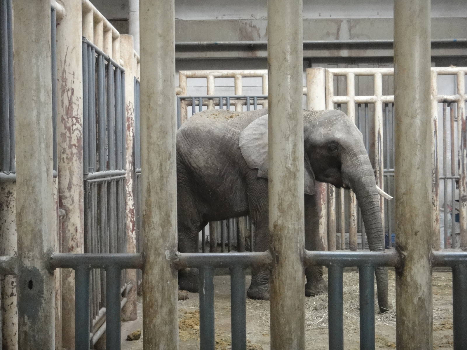African bush elephant/Loxodonta africana(female) Fei Fei