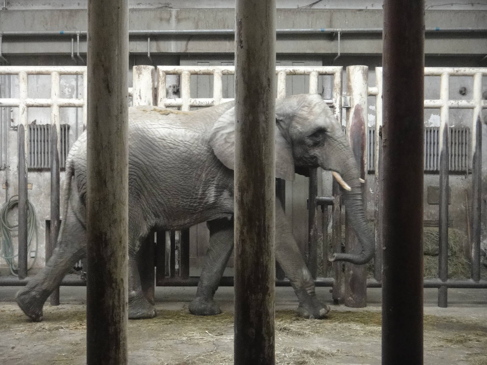 African bush elephant/Loxodonta africana(female) Jing Jing