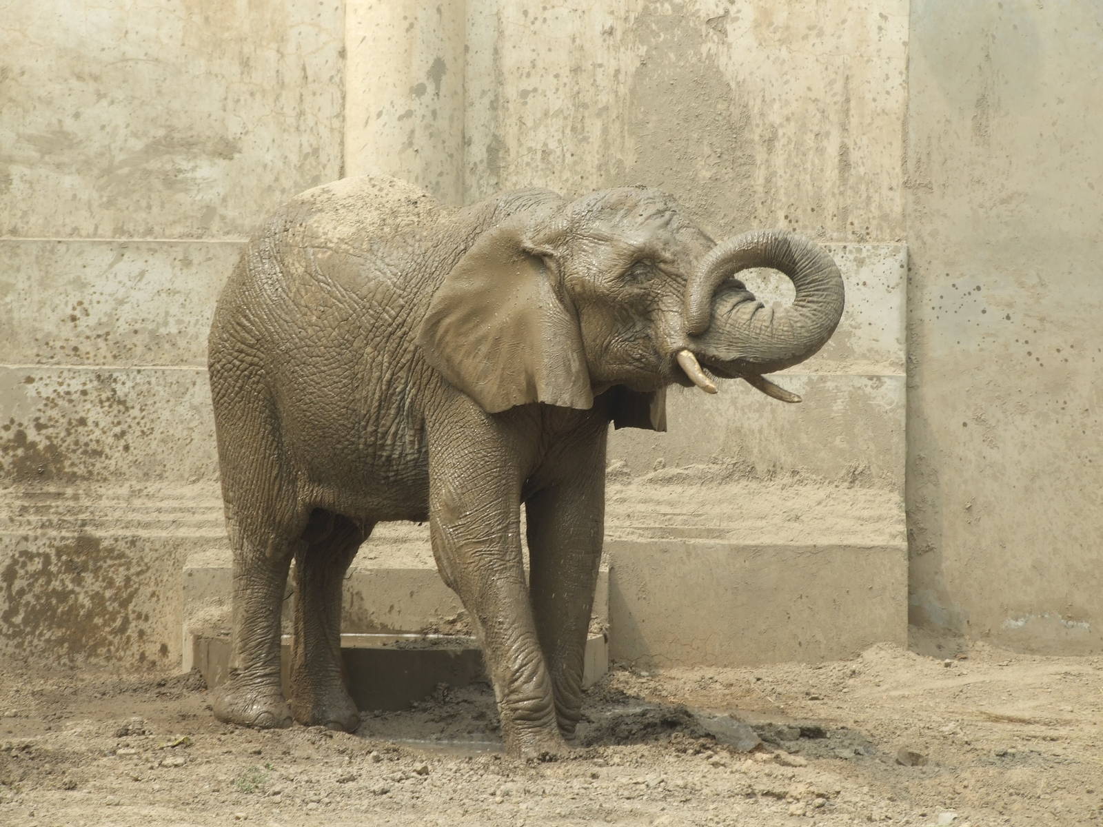 African bush elephant (Loxodonta africana) female Jing Jing