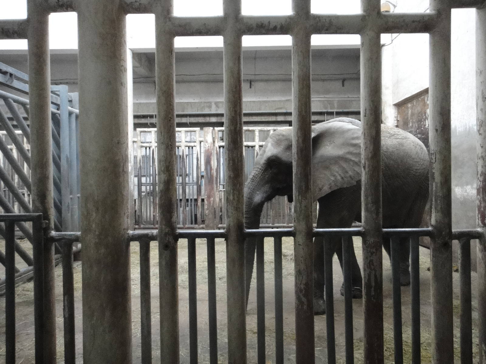 African bush elephant/Loxodonta africana(female) Zhou Zhou