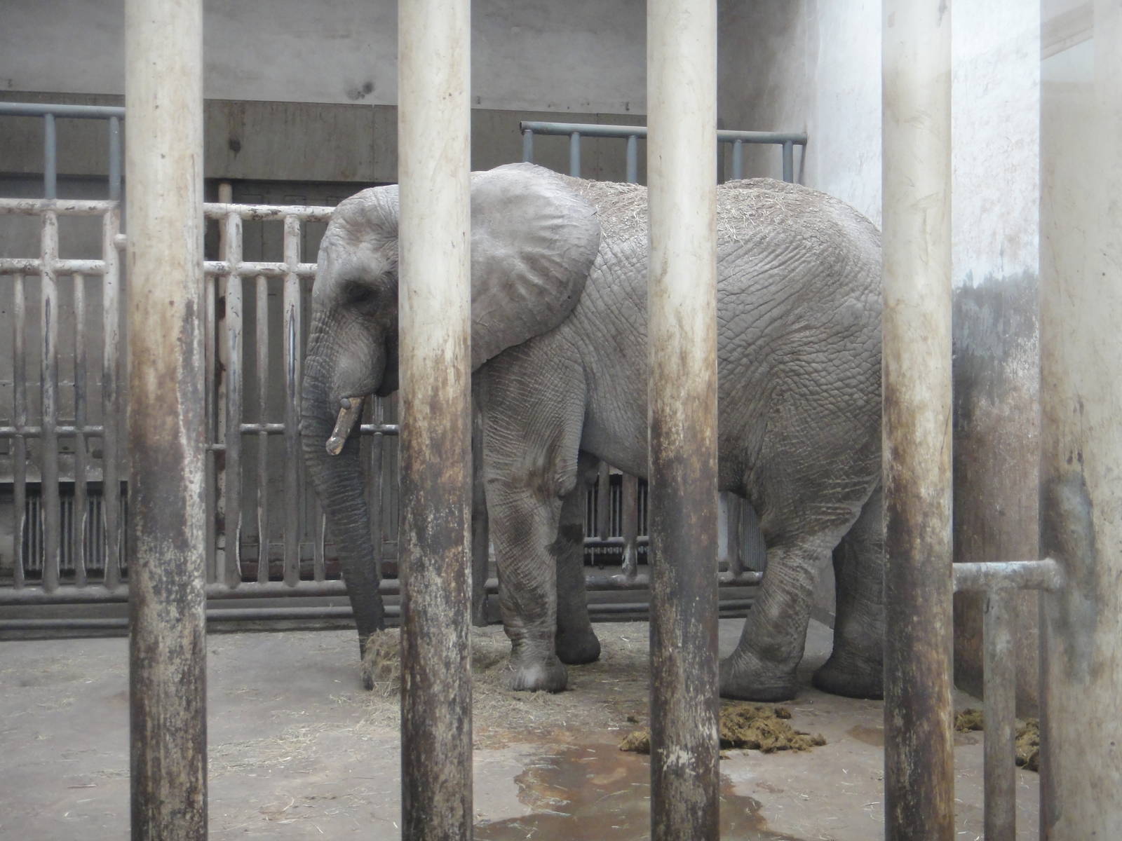 African bush elephant/Loxodonta africana(male) Zhuang Zhuang