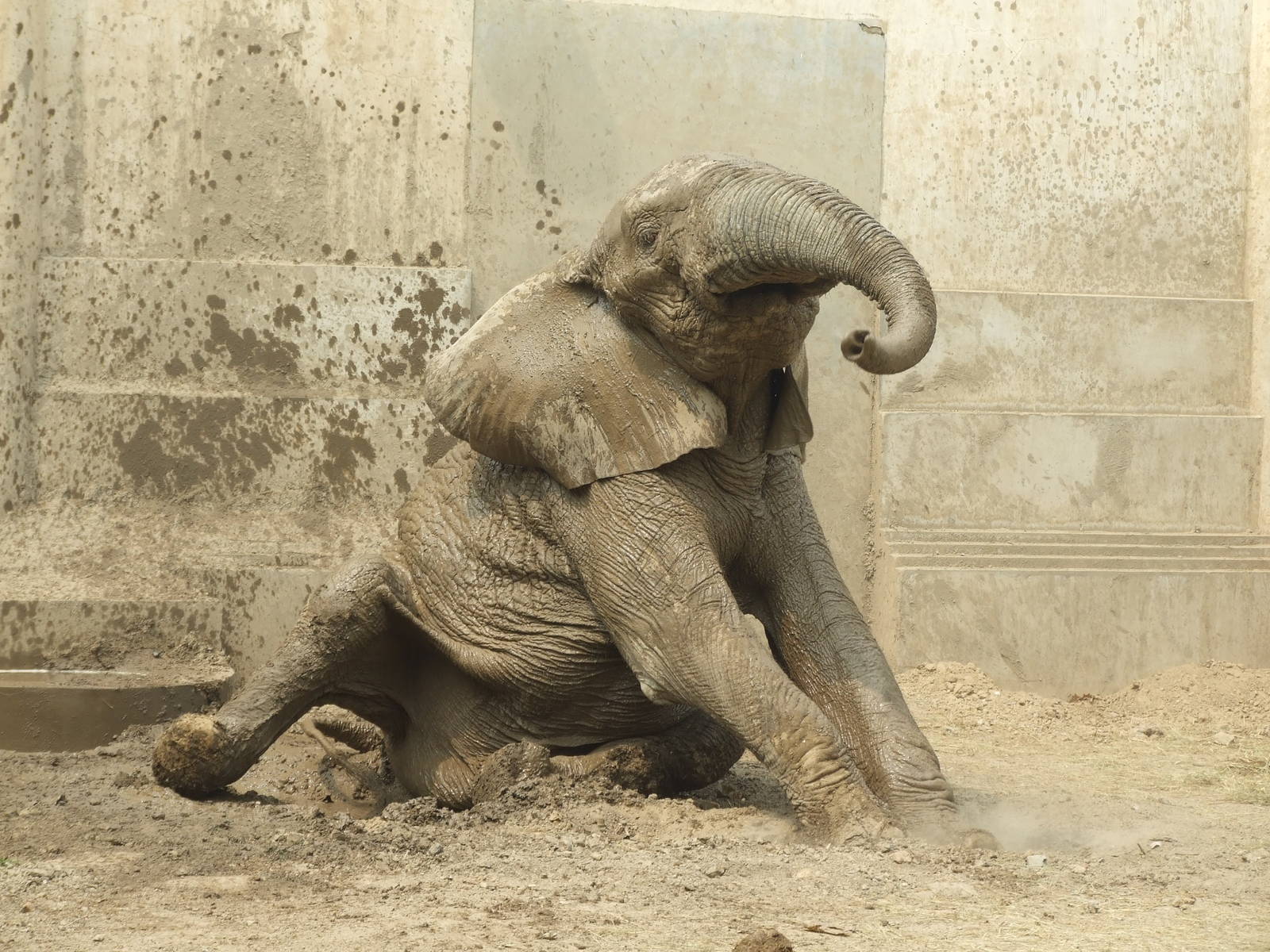 African bush elephant (Loxodonta africana) male Zhuang Zhuang