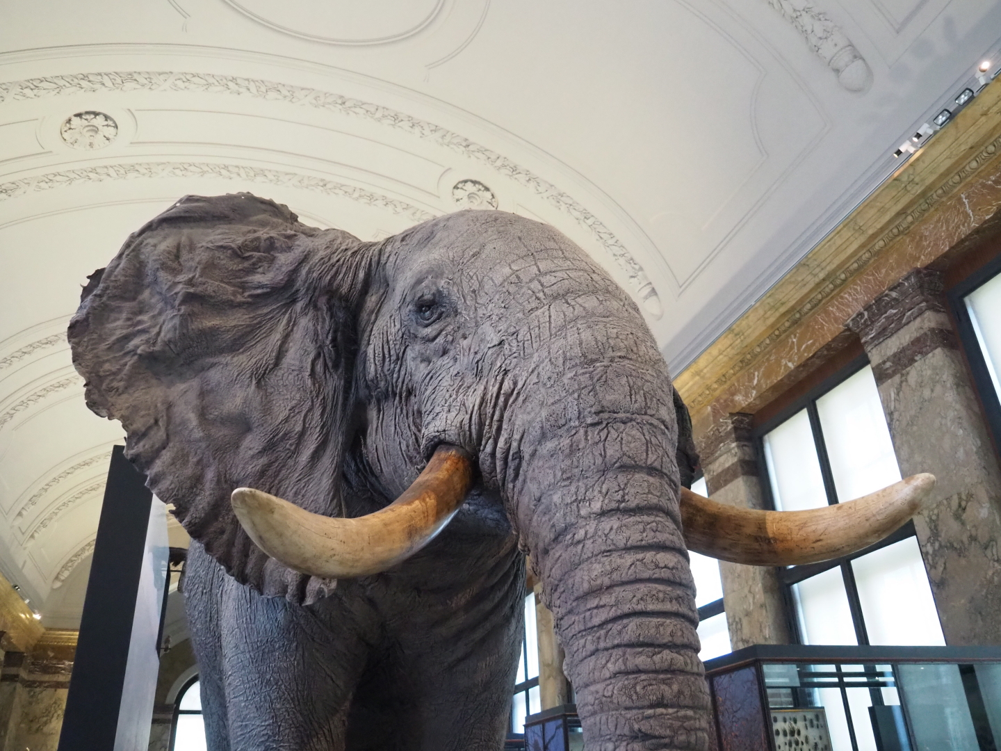 African bush elephant (Loxodonta africana)  specimen, 2021-10-20