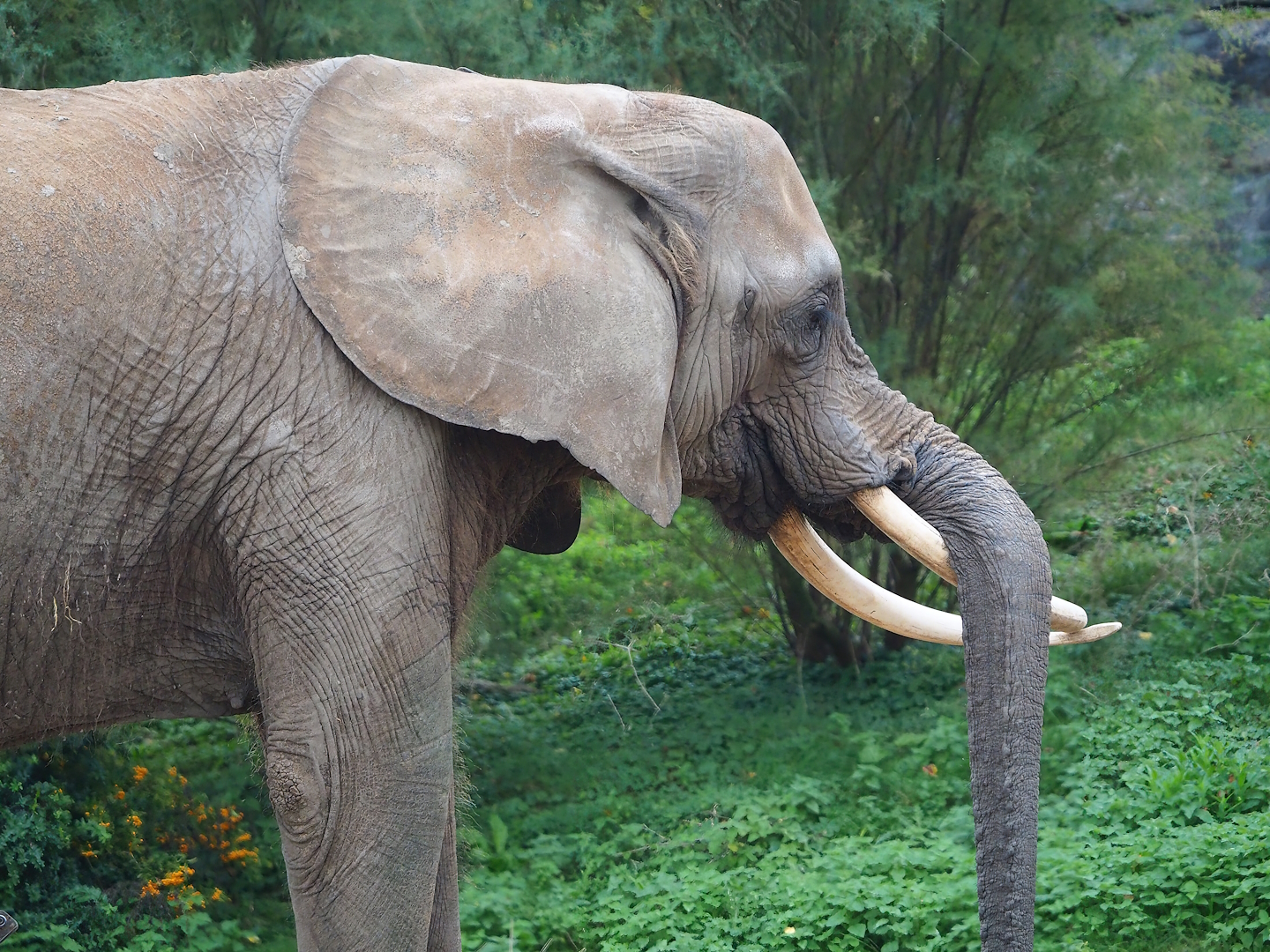 African bush elephant (Loxodonta africana) Suzy, 2023-10-13
