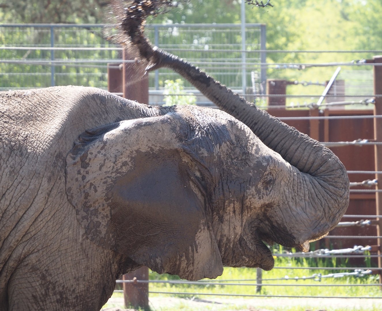 African bush elephant (Loxodonta africana) throwing mud on its back, 2025-04-30