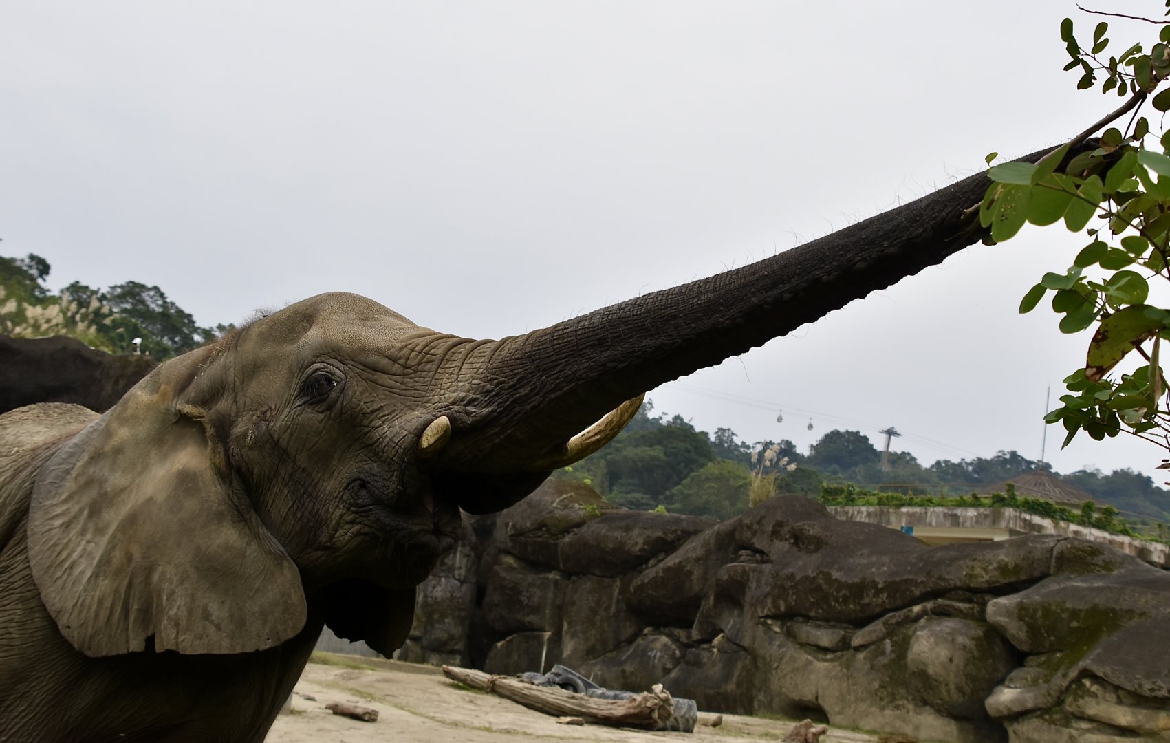African Bush Elephant (Loxodonta africana) trunk stretch