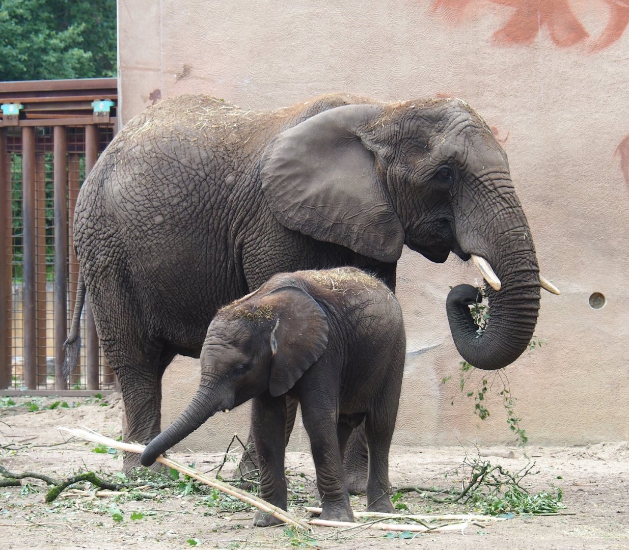 African bush elephant (Loxodonta africana) with calf, 2023-08-17
