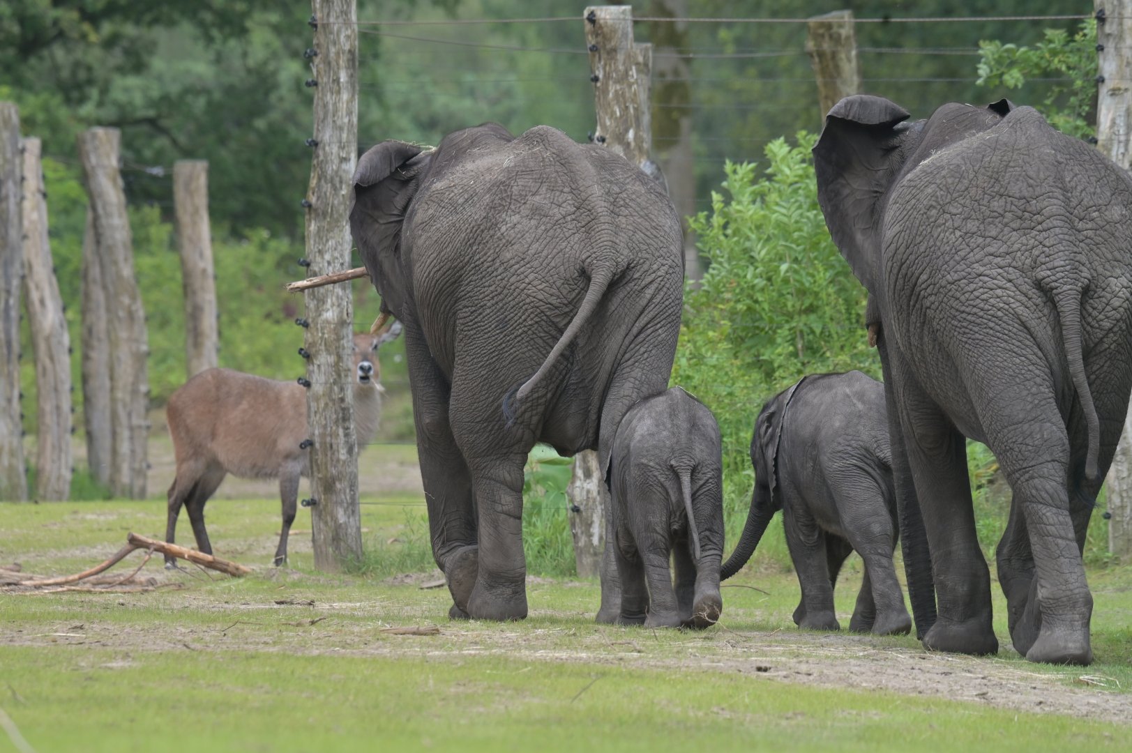 African bush elephant (Loxodonta africana) with waterbuck