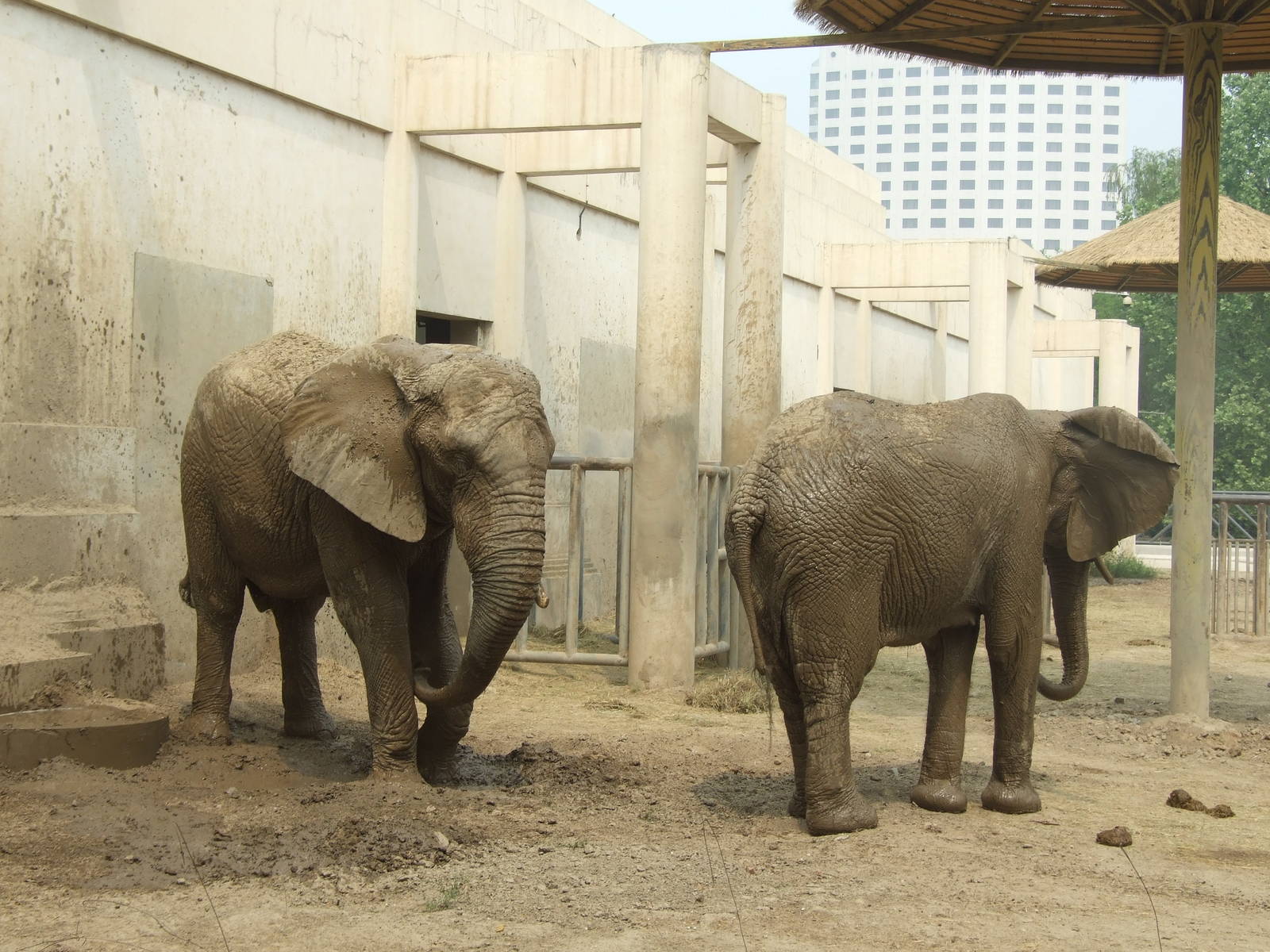 African bush elephant (Loxodonta africana)