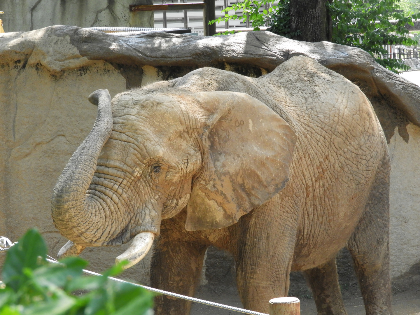 African Bush Elephant (Loxodonta africana)