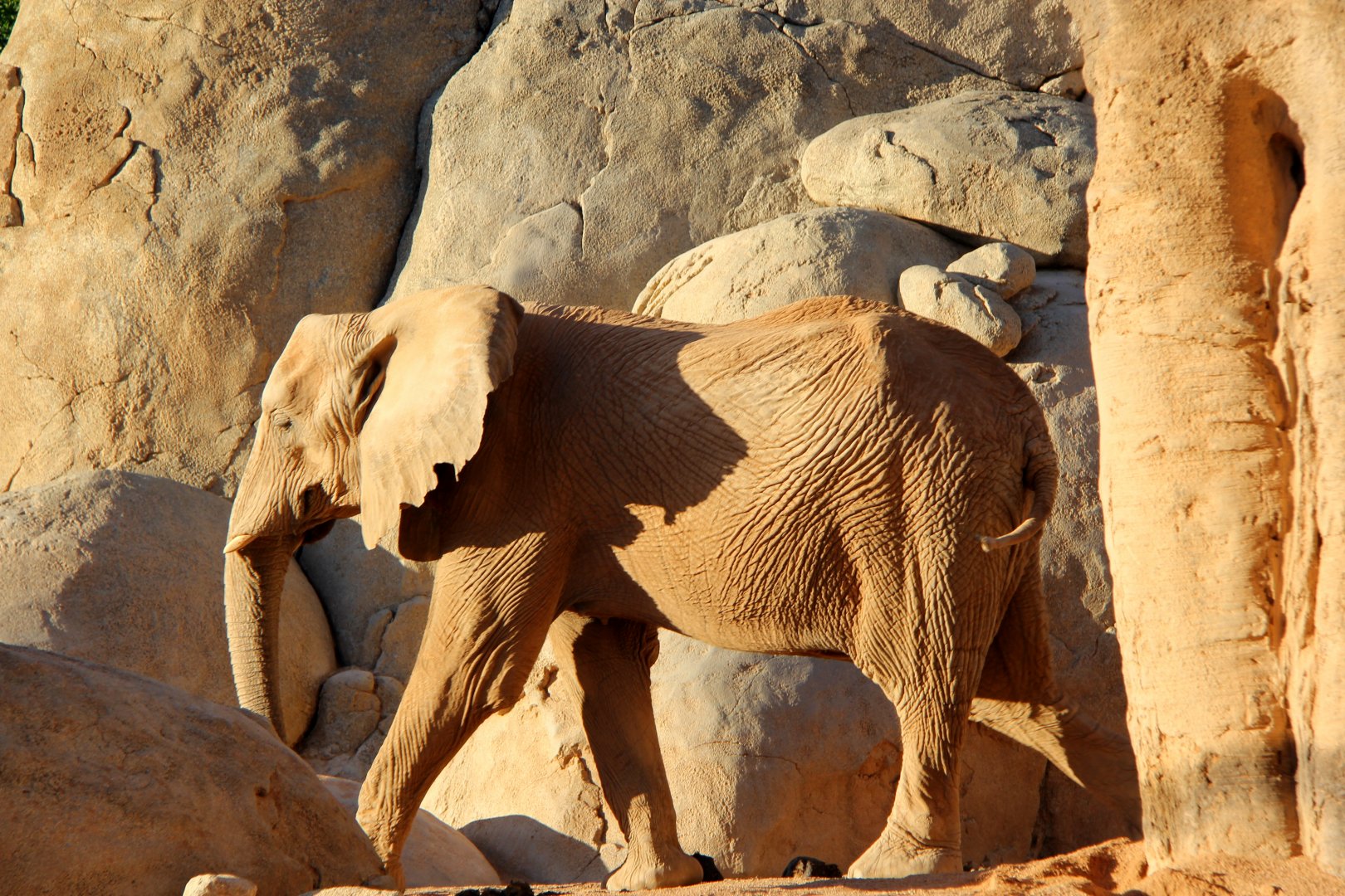 African bush elephant (Loxodonta africana)
