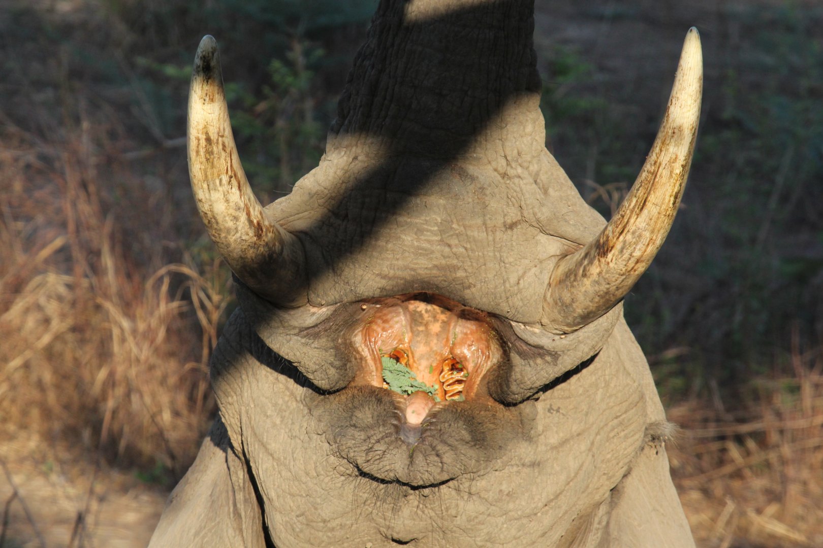 African bush elephant (Loxodonta africana)