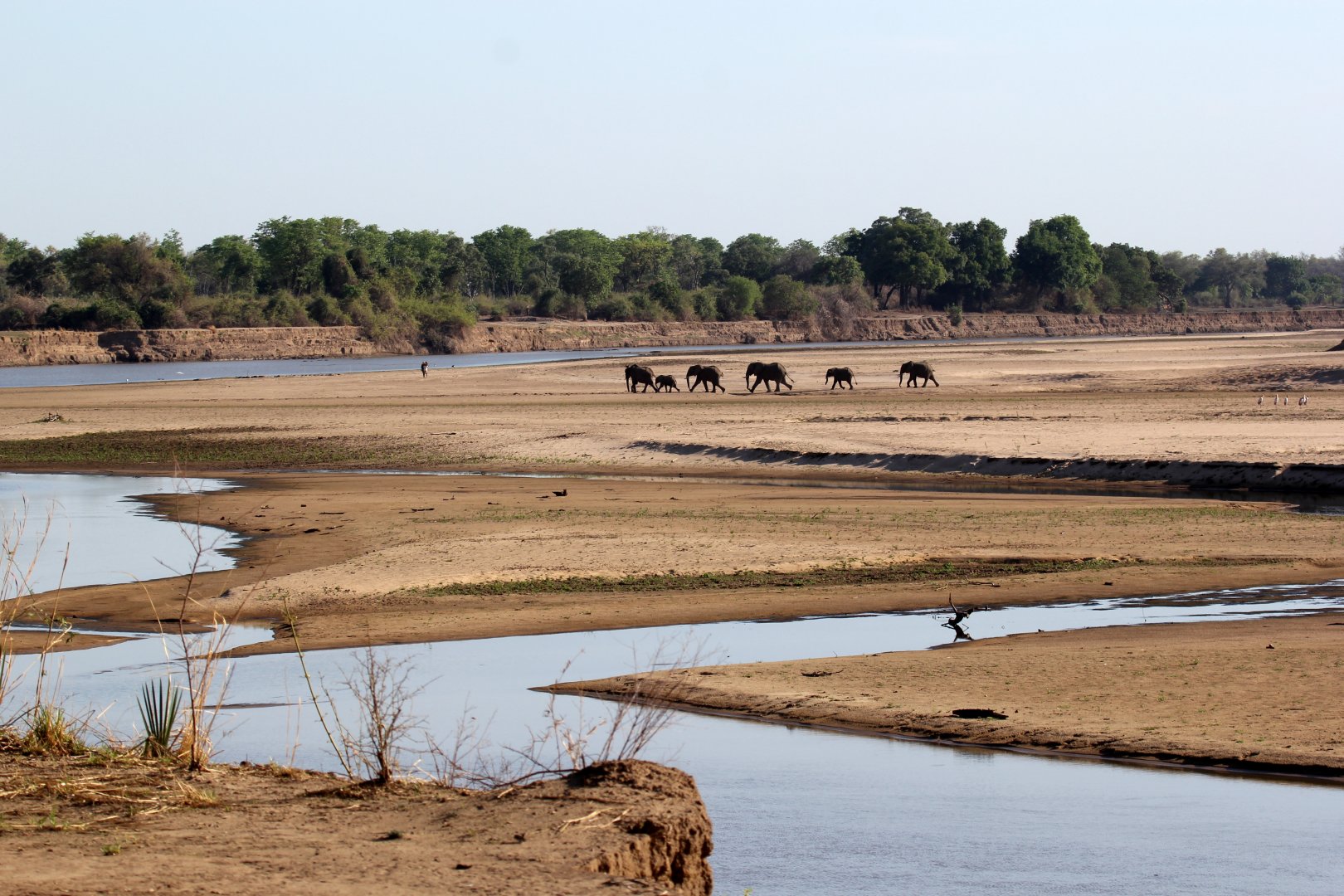 African bush elephant (Loxodonta africana)