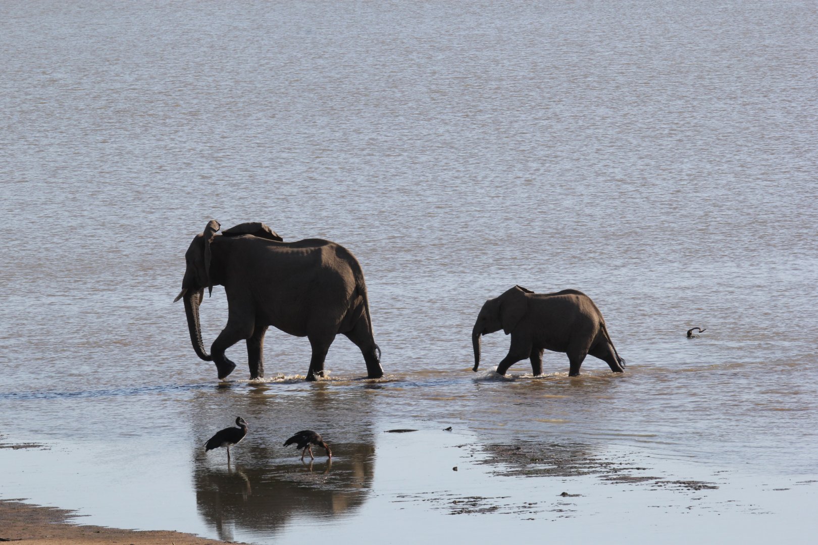 African bush elephant (Loxodonta africana)