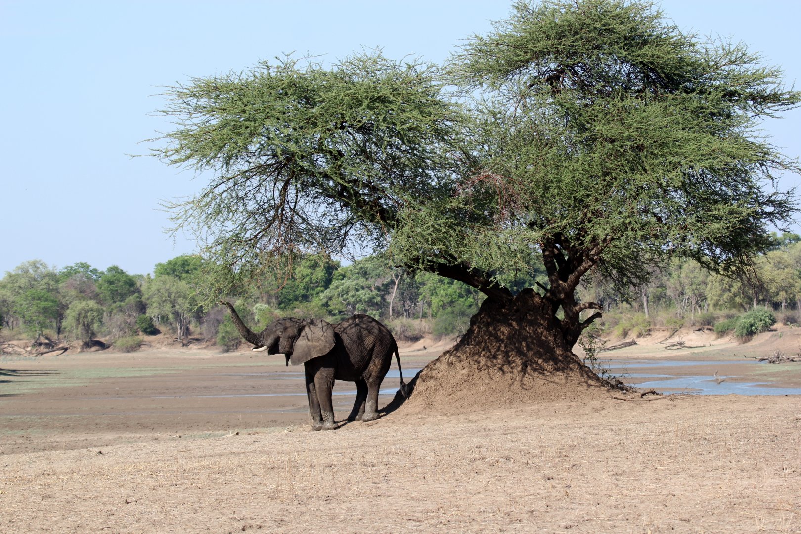 African bush elephant (Loxodonta africana)