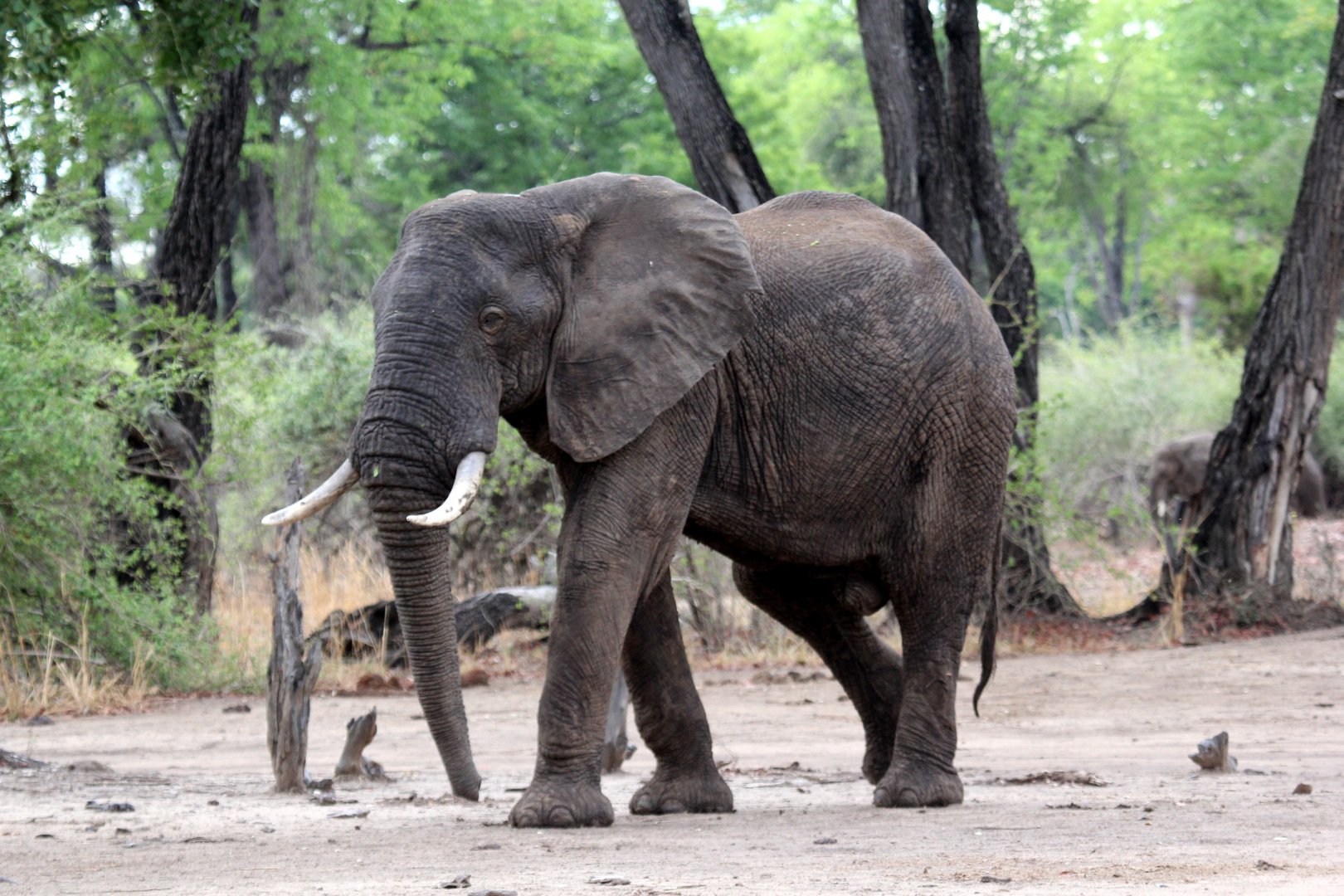 African bush elephant (Loxodonta africana)
