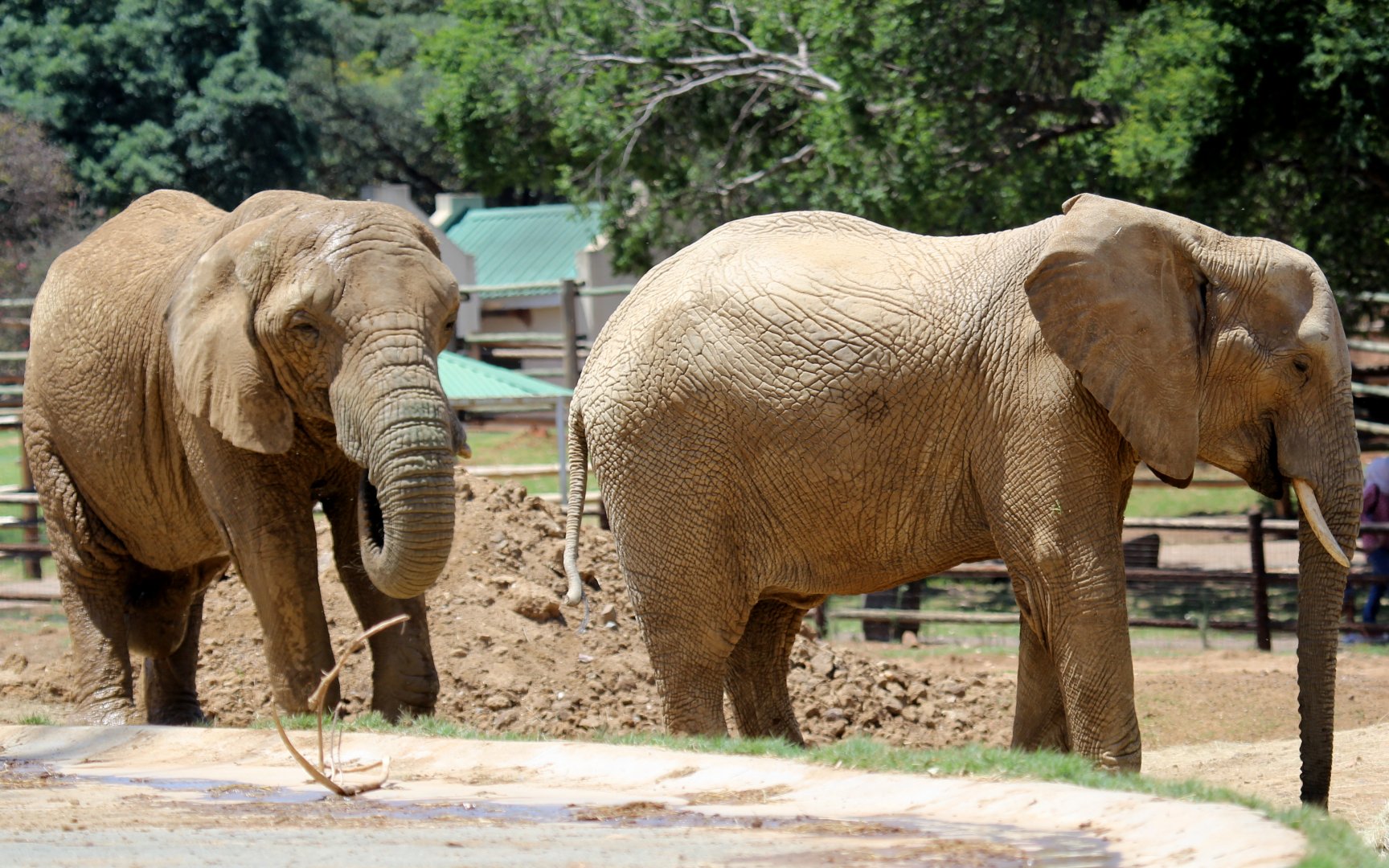 African bush elephant (Loxodonta africana)