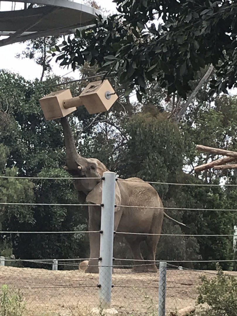 African Bush Elephant (Loxodonta africana)