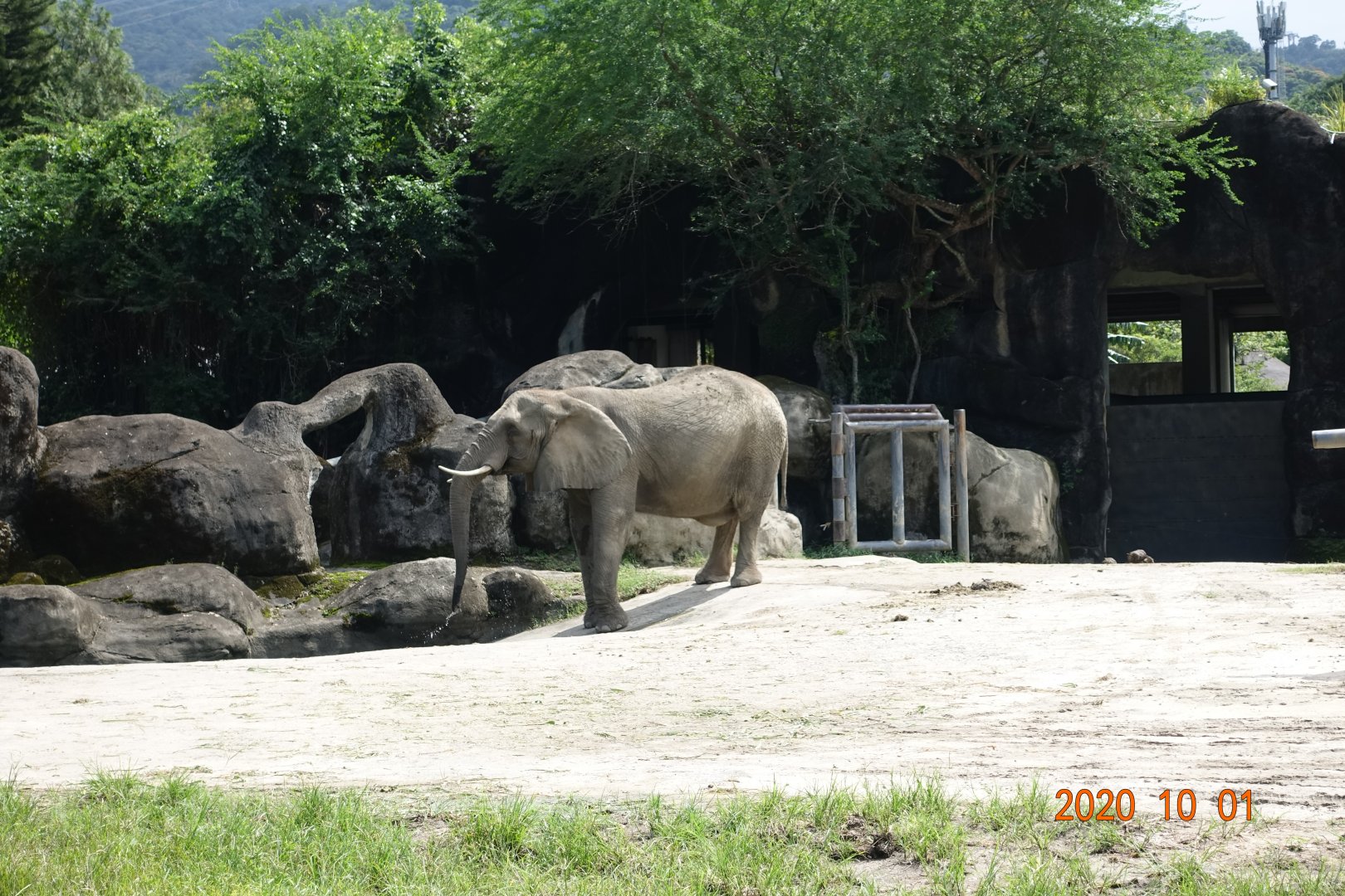 African Bush Elephant (Loxodonta africana)