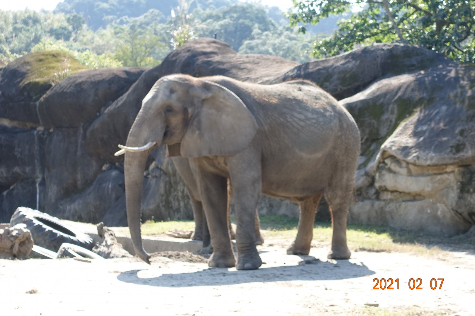 African Bush Elephant (Loxodonta africana)