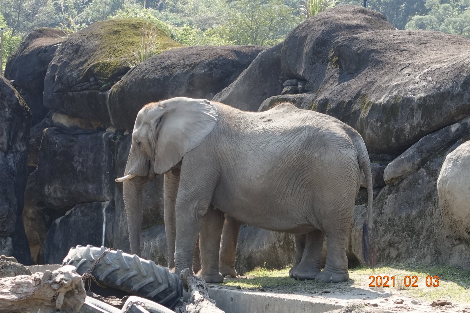 African Bush Elephant (Loxodonta africana)
