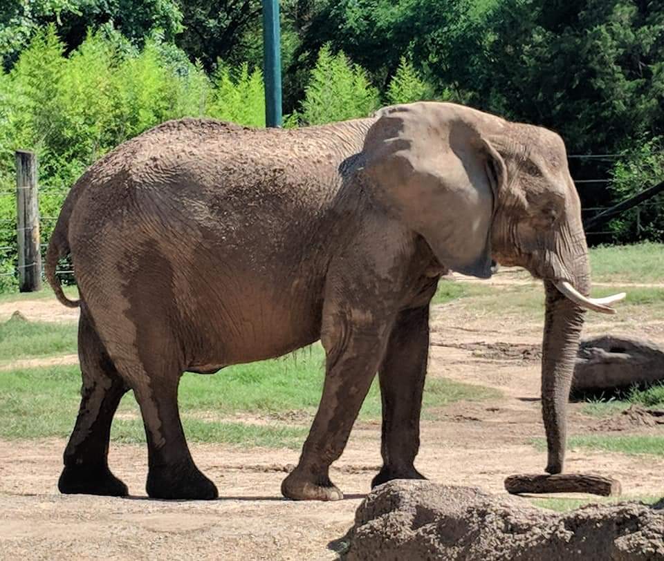 African bush elephant (Loxodonta africana)