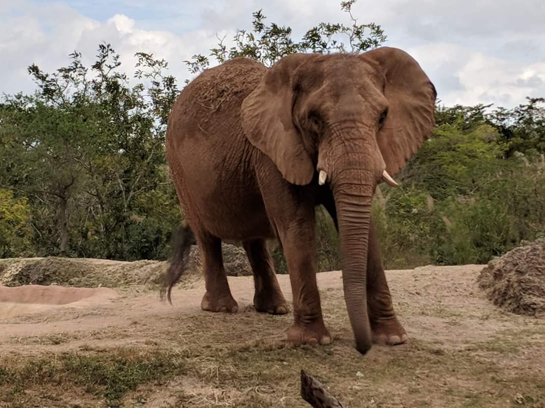 African bush elephant (Loxodonta africana)