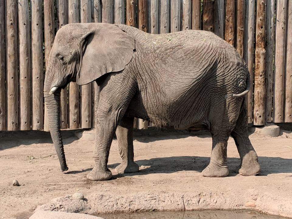 African bush elephant (Loxodonta africana)