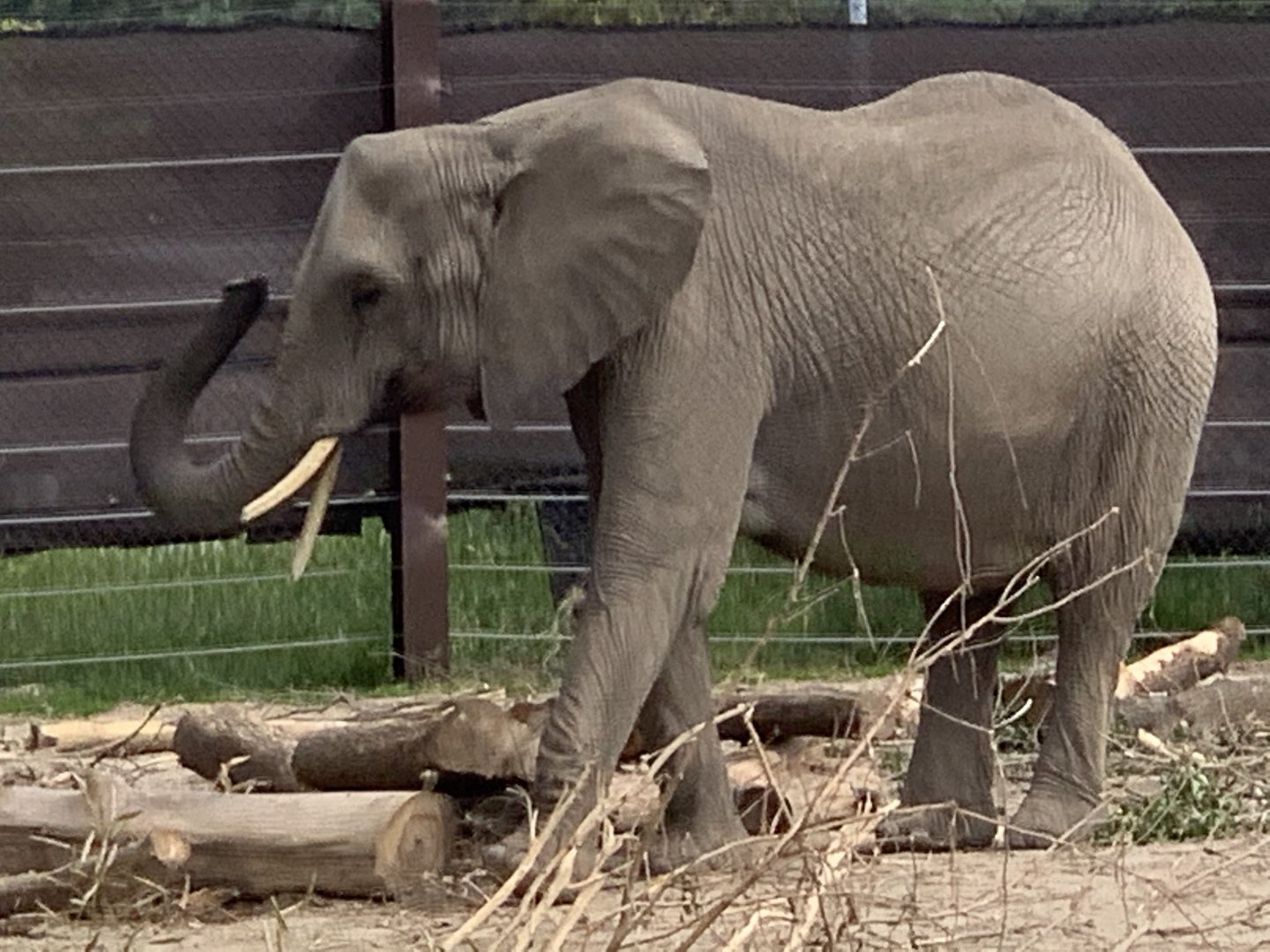 African Bush Elephant (Loxodonta africana)