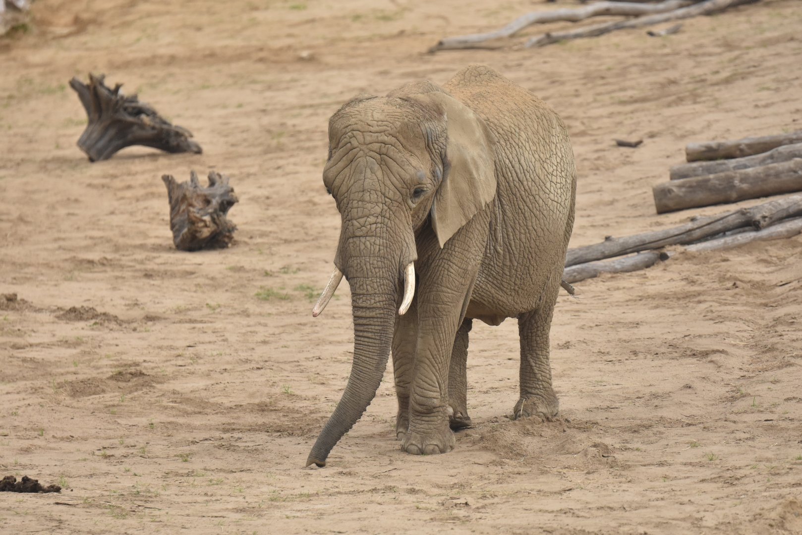 African bush elephant (Loxodonta africana)