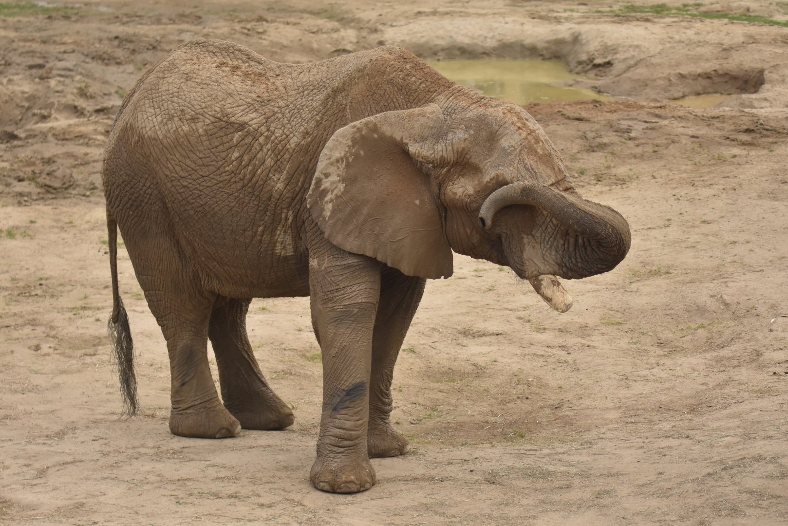 African bush elephant (Loxodonta africana)