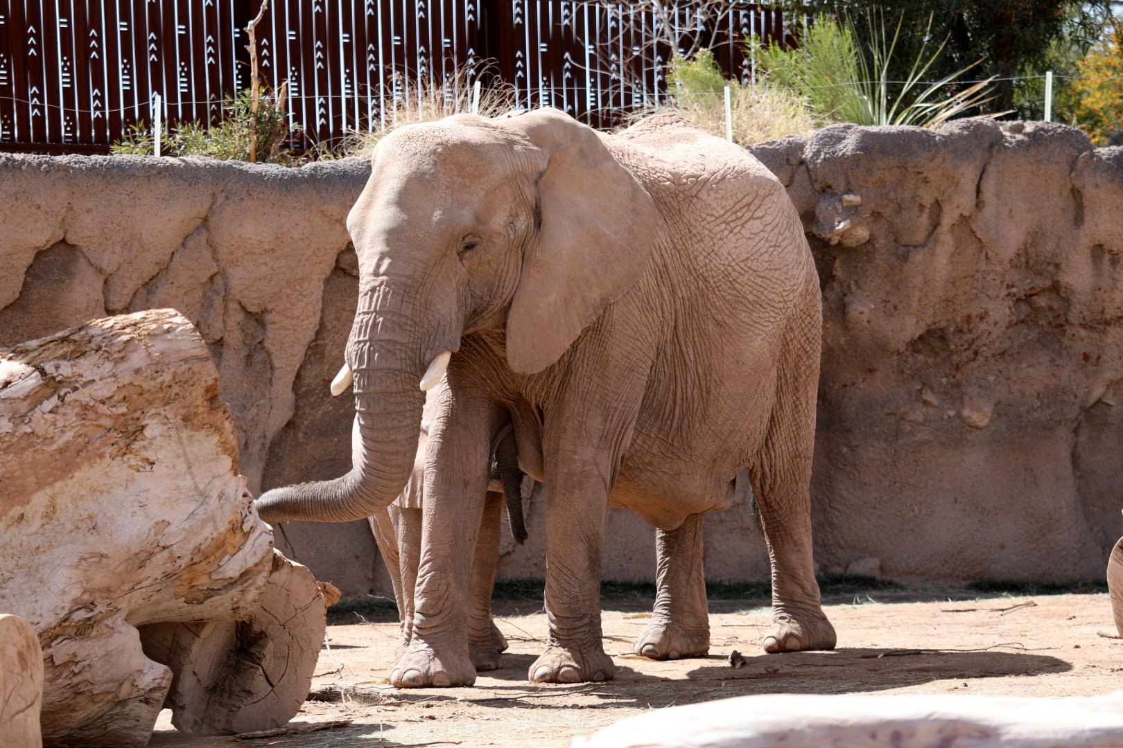 African bush elephant (Loxodonta africana)