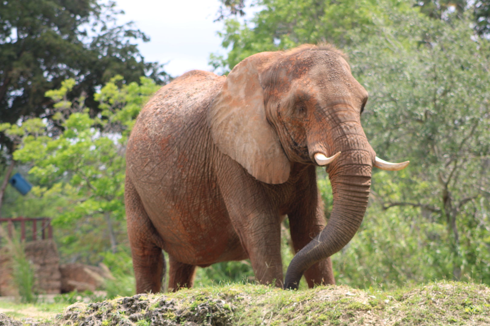 African Bush Elephant (Loxodonta africana)