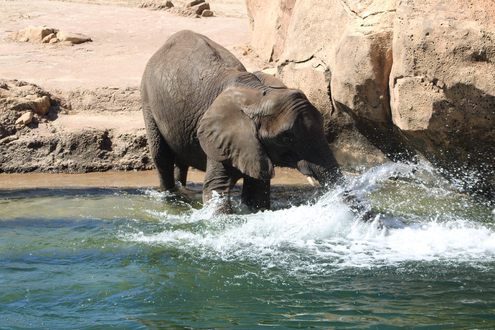 African Bush Elephant (Loxodonta africana)