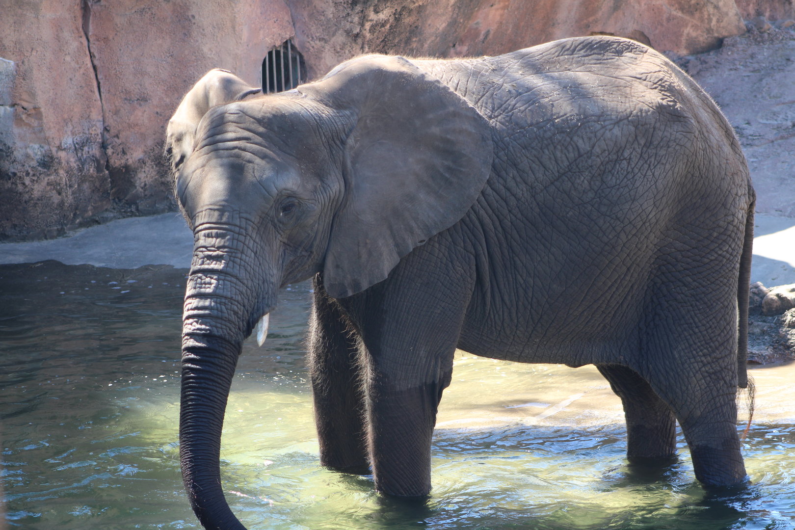 African Bush Elephant (Loxodonta africana)
