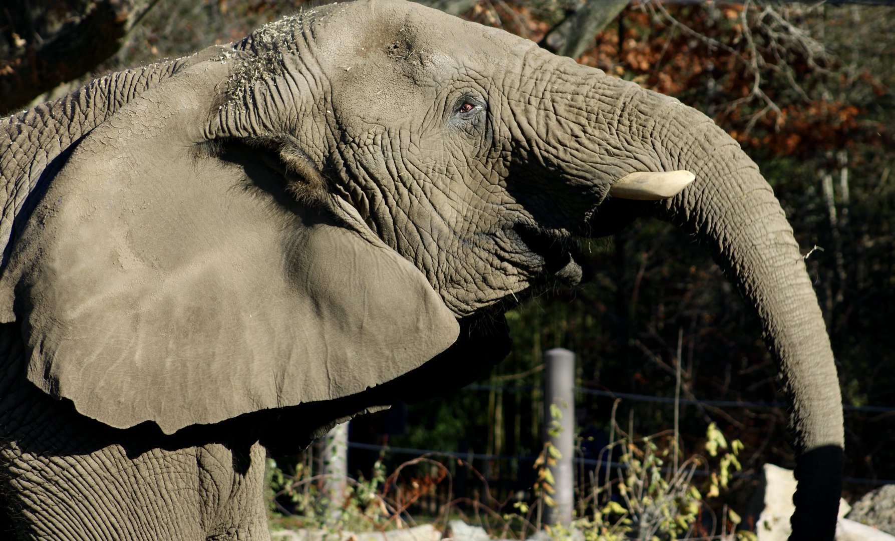 African Bush Elephant (Loxodonta africana)