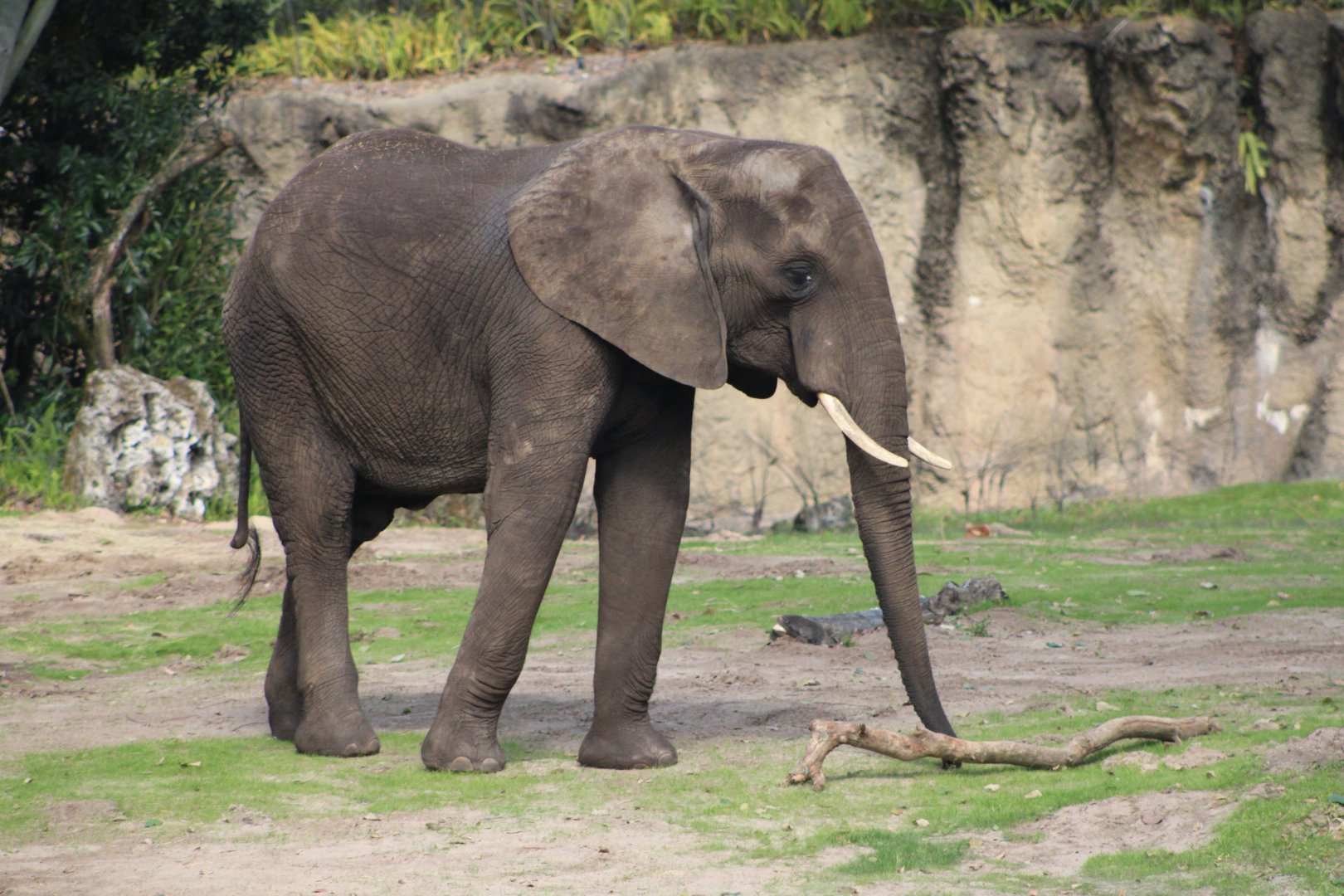African Bush Elephant (Loxodonta africana)
