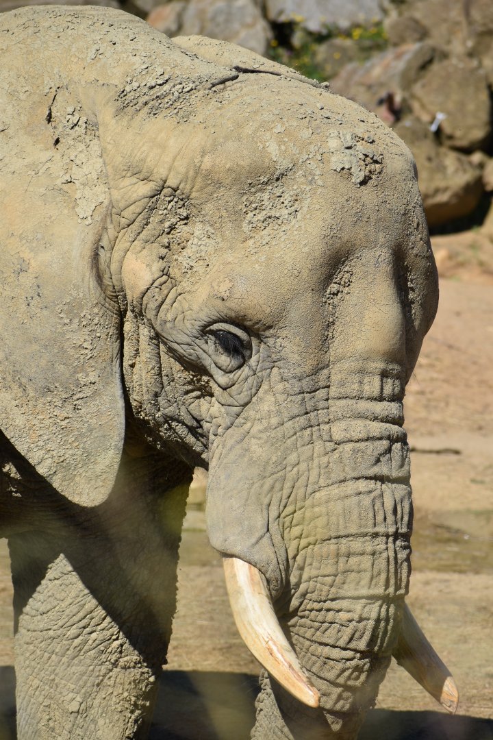 African bush elephant (Loxodonta africana)