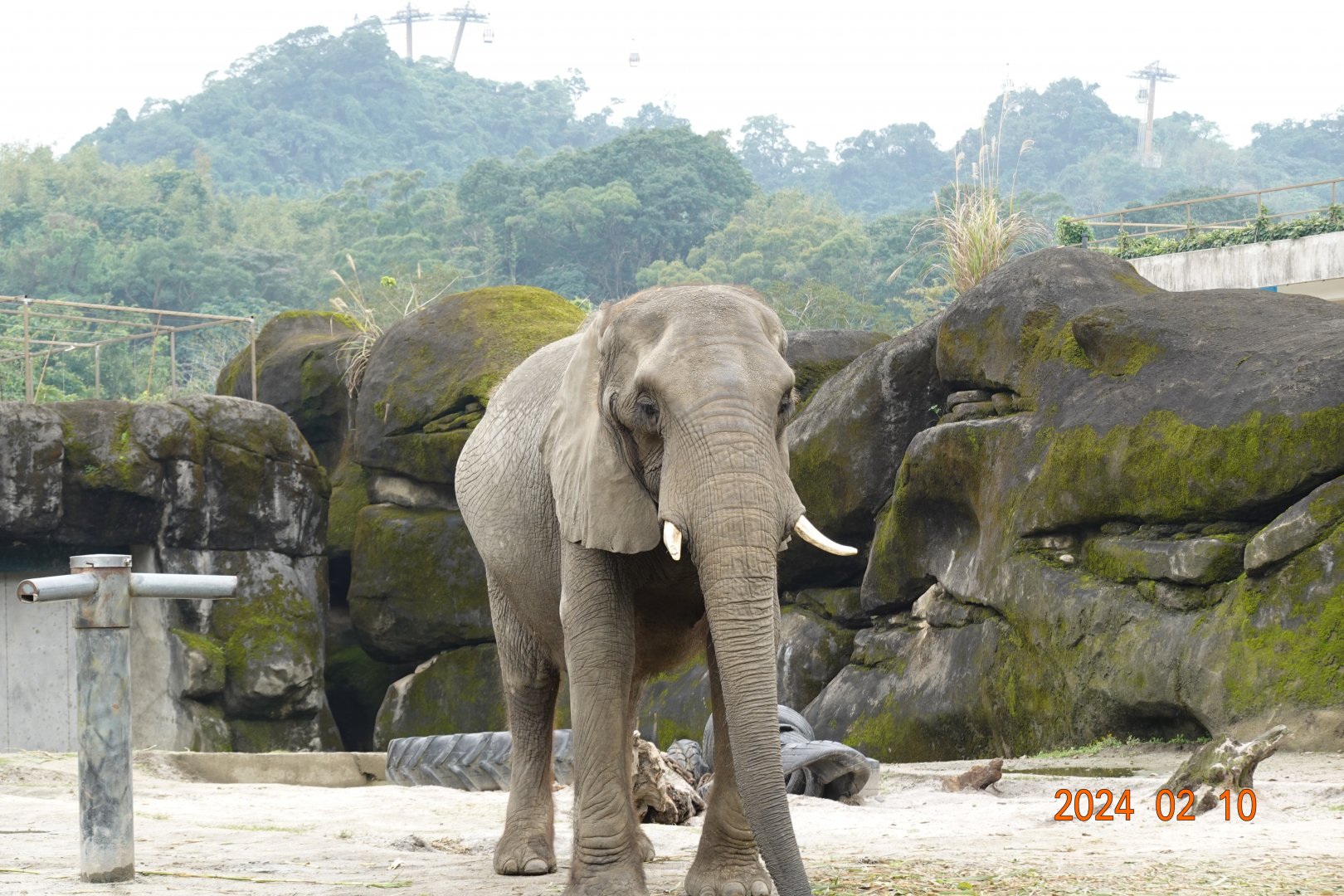 African Bush Elephant (Loxodonta africana)
