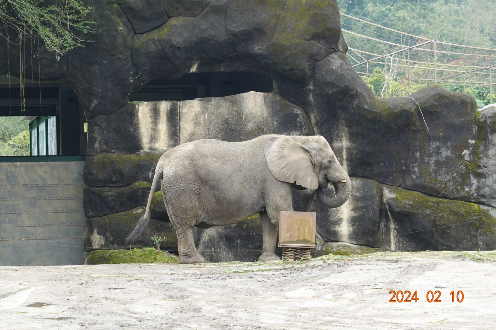 African Bush Elephant (Loxodonta africana)