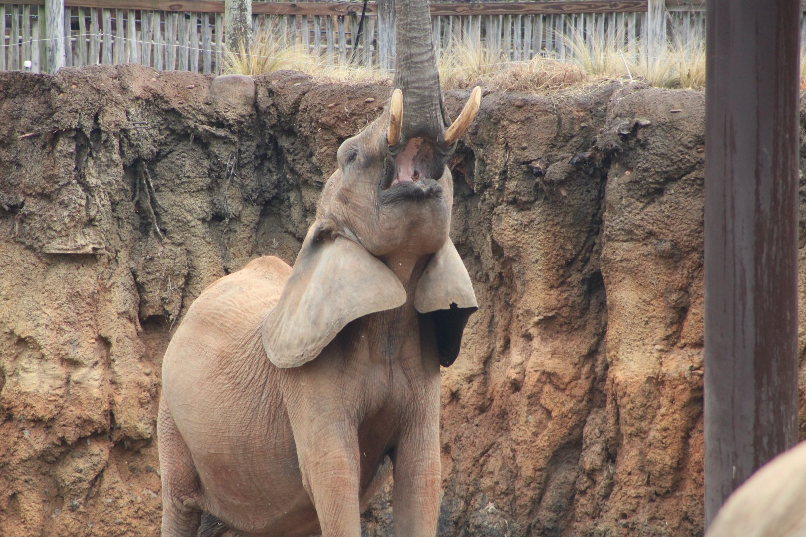 African Bush Elephant (Loxodonta africana)