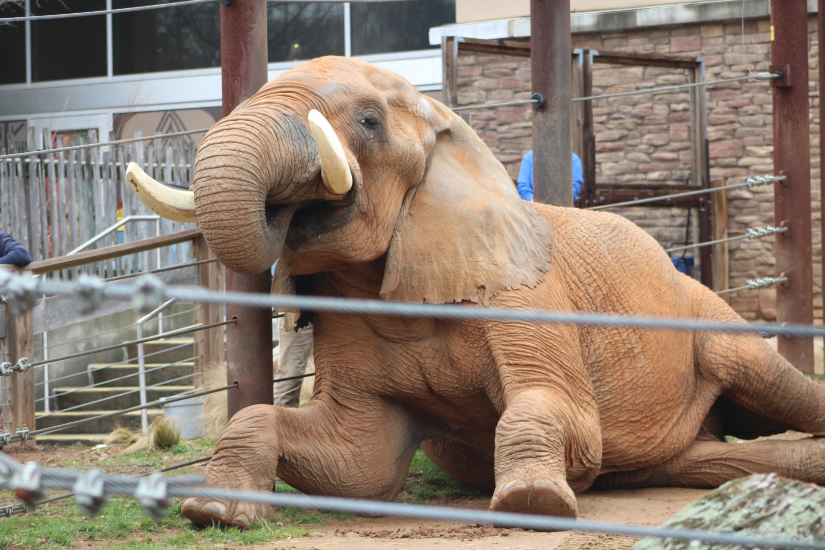 African Bush Elephant (Loxodonta africana)