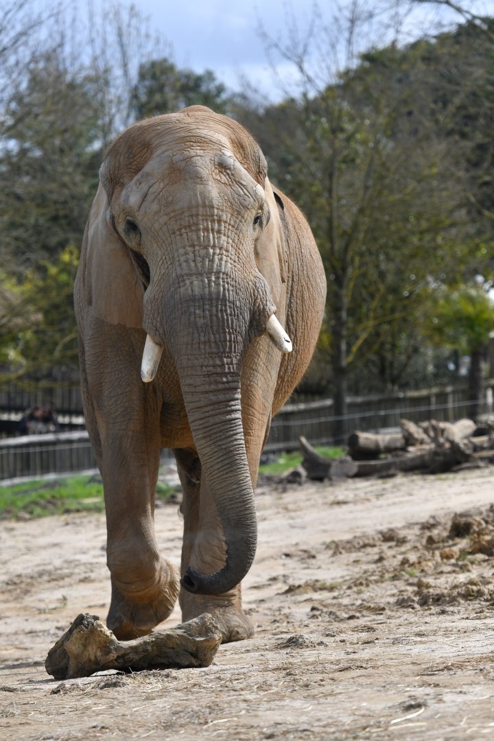 African bush elephant (Loxodonta africana)