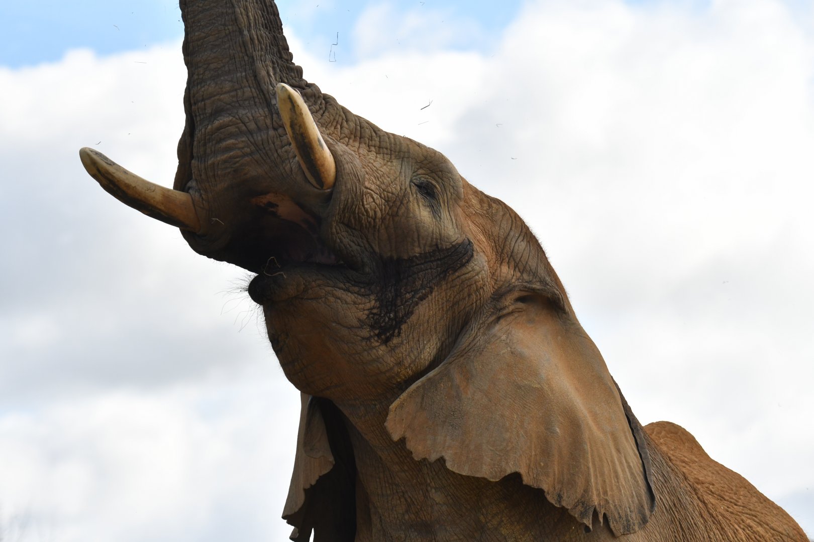 African bush elephant (Loxodonta africana)