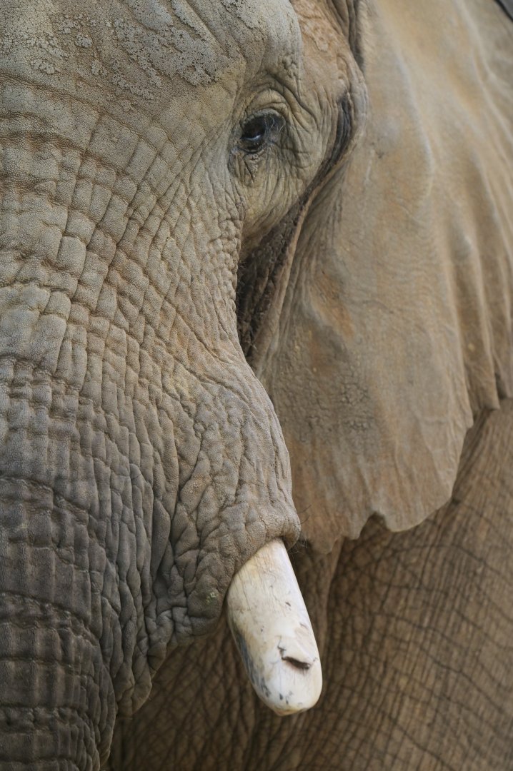 African bush elephant (Loxodonta africana)