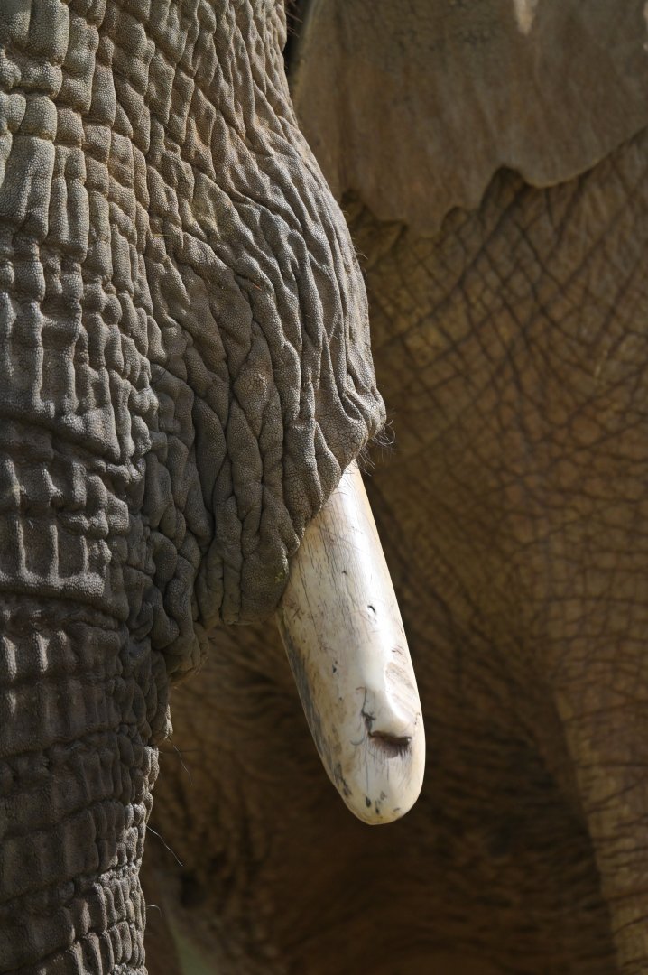 African bush elephant (Loxodonta africana)