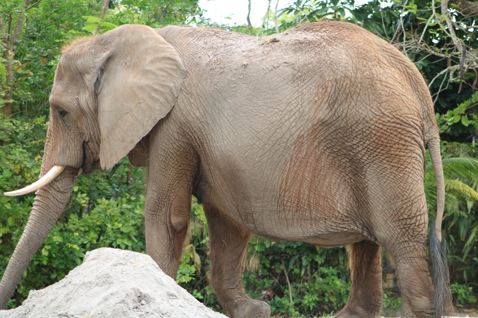African Bush Elephant (Loxodonta africana)